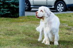 Photo Clumber Spaniel