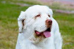 Photo Clumber Spaniel