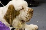 Photo Clumber Spaniel