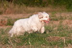 Photo Clumber Spaniel