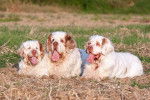 Photo Clumber Spaniel