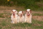 Photo Clumber Spaniel