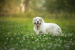 Photo Clumber Spaniel