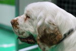 Photo Clumber Spaniel