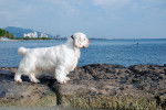 Photo Clumber Spaniel