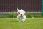 Photo Clumber Spaniel