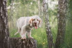 Photo Clumber Spaniel
