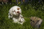 Photo Clumber Spaniel