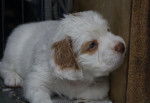 Photo Clumber Spaniel