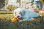 Photo Clumber Spaniel