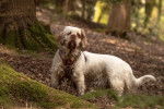 Un Clumber Spaniel dans une forêt et portant un harnais 