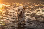 Un Clumber Spaniel marchant dans l'eau et portant un collier autour du cou
