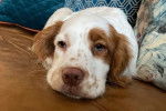 Un Clumber Spaniel allongé sur un canapé et regardant vers la caméra 
