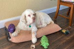 Un Clumber Spaniel allongé sur un lit pour chien et portant un collier autour du cou