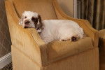 Un Clumber Spaniel allongé sur un fauteuil et semblant détendu
