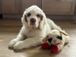 Un Clumber Spaniel allongé sur un plancher et semblant détendu 
