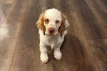 Un Clumber Spaniel assis sur un plancher 