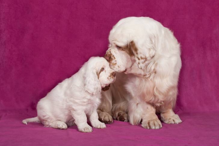 Photo Clumber Spaniel