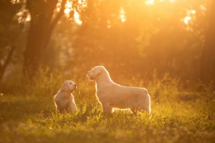 Photo Clumber Spaniel
