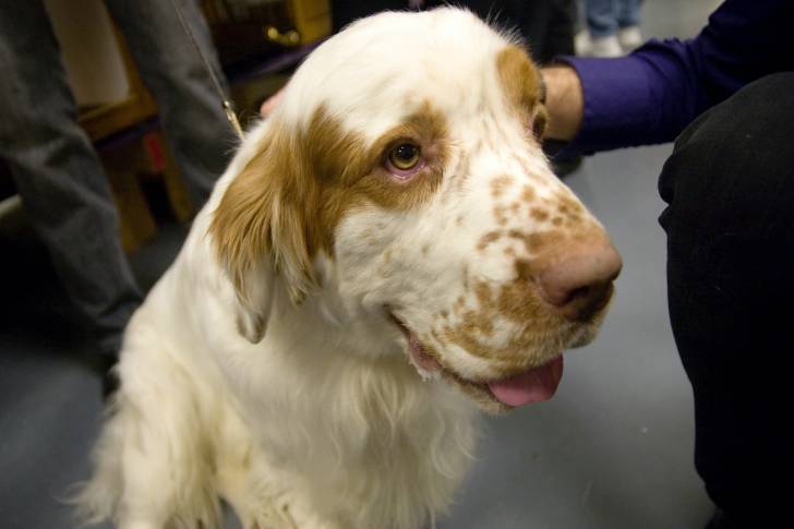 Photo Clumber Spaniel