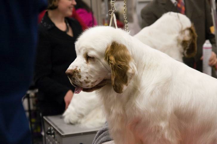 Photo Clumber Spaniel
