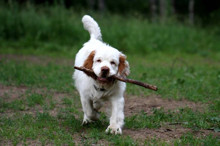 Photo Clumber Spaniel