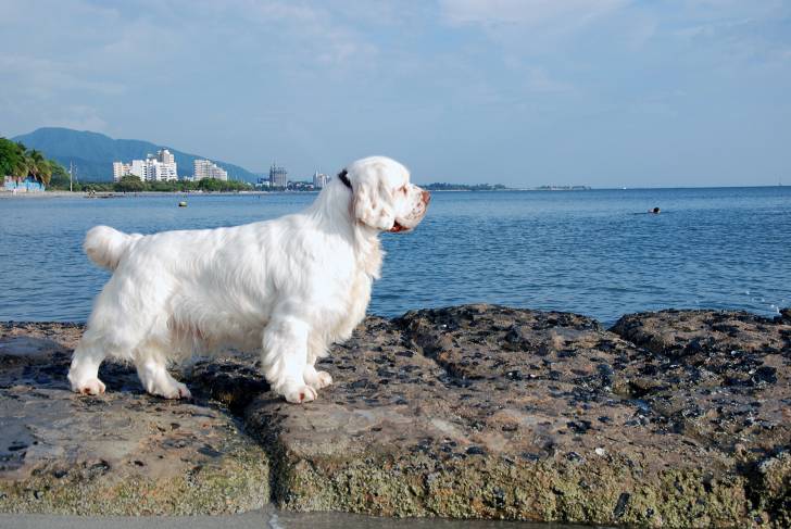 Photo Clumber Spaniel