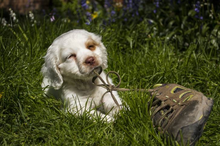 Photo Clumber Spaniel