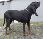 Photo Black and Tan Coonhound