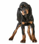 Photo Black and Tan Coonhound