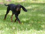 Photo Black and Tan Coonhound