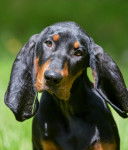 Photo Black and Tan Coonhound