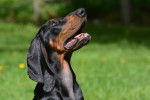 Photo Black and Tan Coonhound