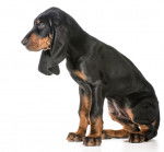 Photo Black and Tan Coonhound