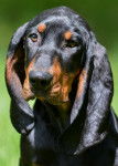 Photo Black and Tan Coonhound