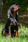 Photo Black and Tan Coonhound