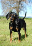 Photo Black and Tan Coonhound