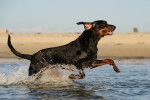 Photo Black and Tan Coonhound
