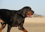 Photo Black and Tan Coonhound