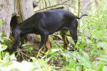 Photo Black and Tan Coonhound