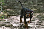 Photo Black and Tan Coonhound