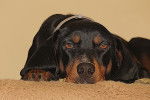 Photo Black and Tan Coonhound
