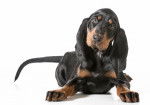 Photo Black and Tan Coonhound