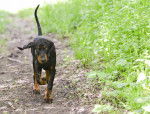 Photo Black and Tan Coonhound