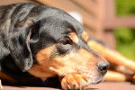 Photo Black and Tan Coonhound
