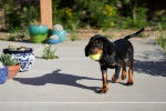 Photo Black and Tan Coonhound