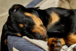 Photo Black and Tan Coonhound