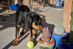 Photo Black and Tan Coonhound