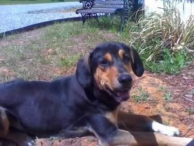 Trips - Black and Tan Coonhound Mâle (2 ans)