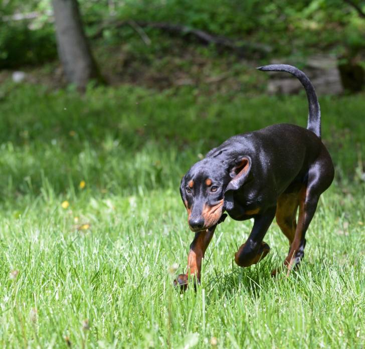 Photo Black and Tan Coonhound